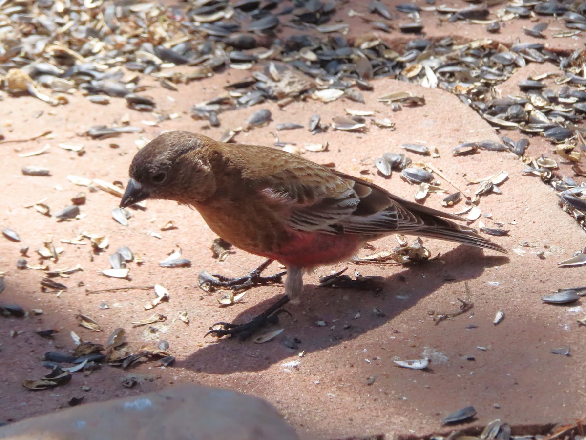 Brown-capped Rosy-Finch - ML617287510