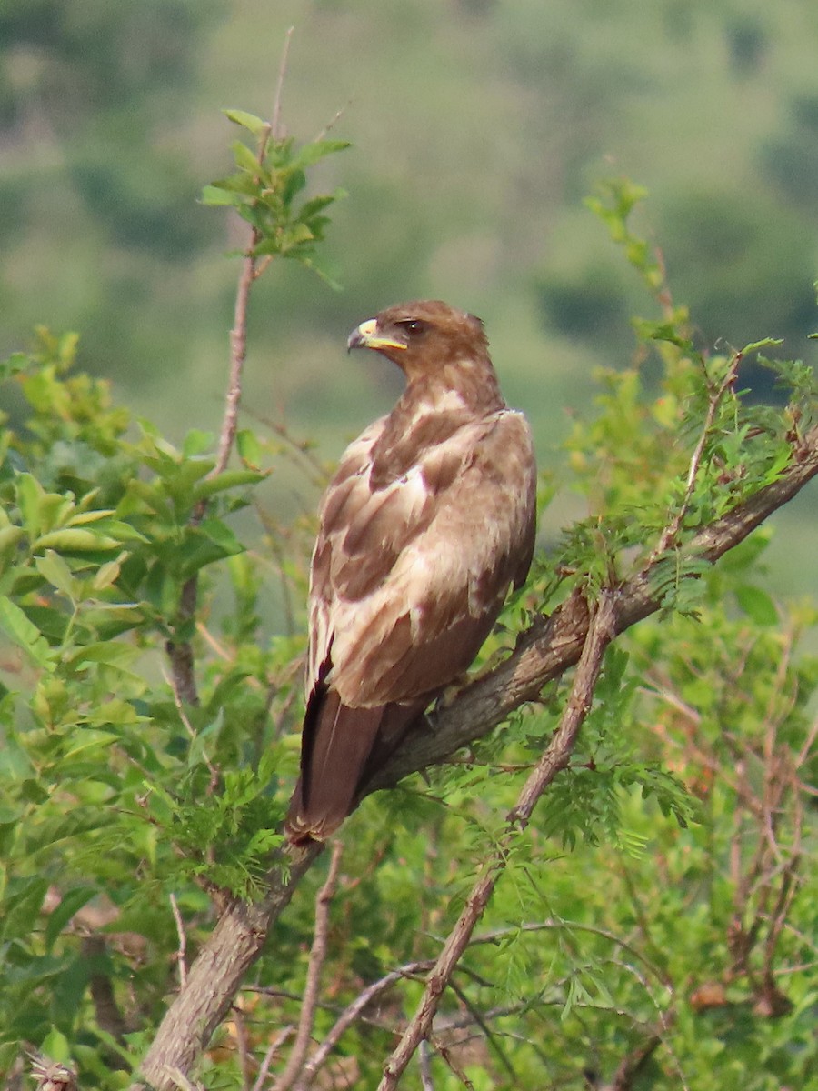 Lesser Spotted Eagle - ML617287526