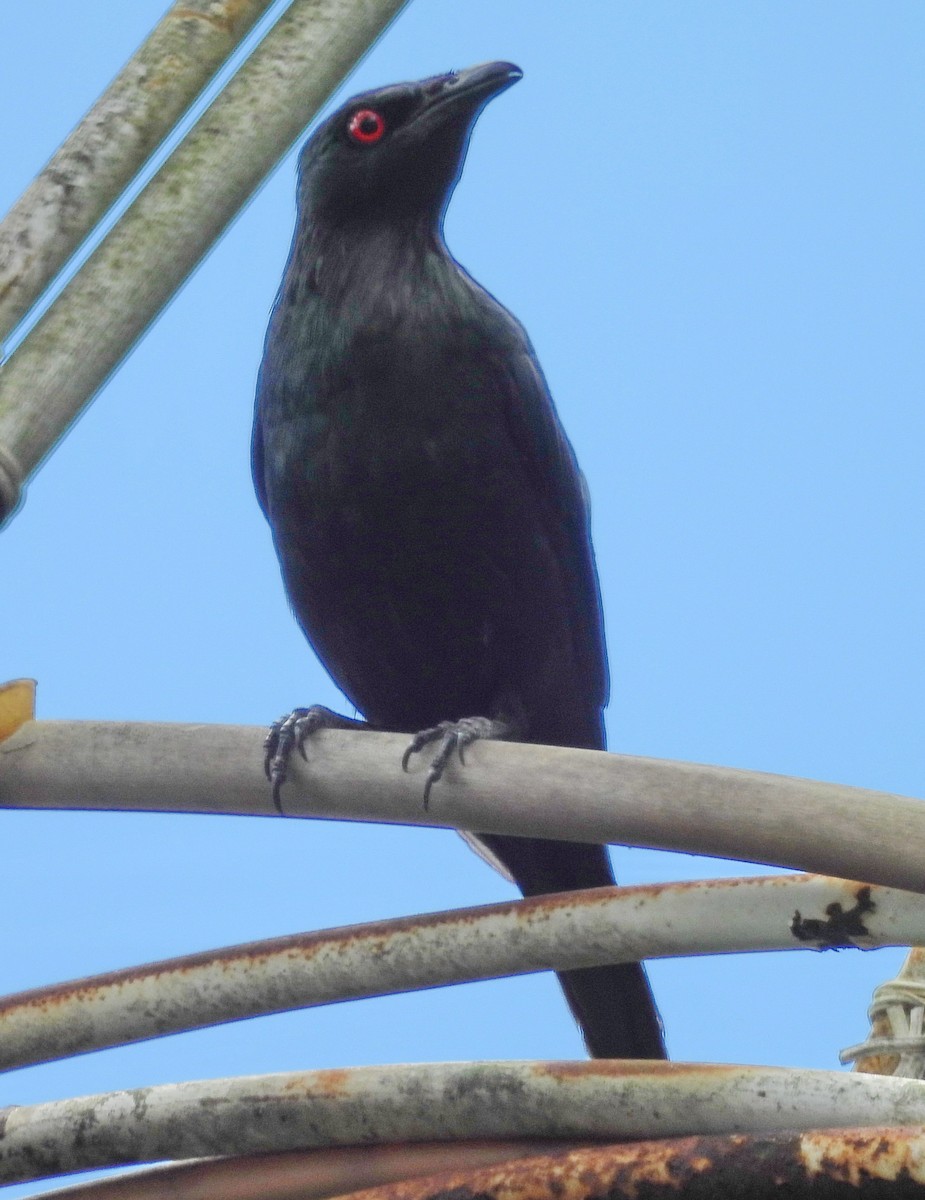 Short-tailed Starling - ML617287635