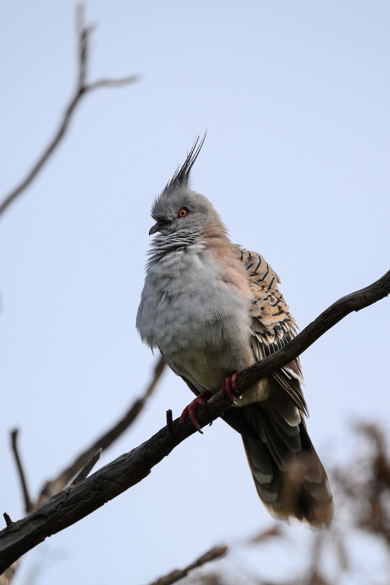 Crested Pigeon - ML617287637