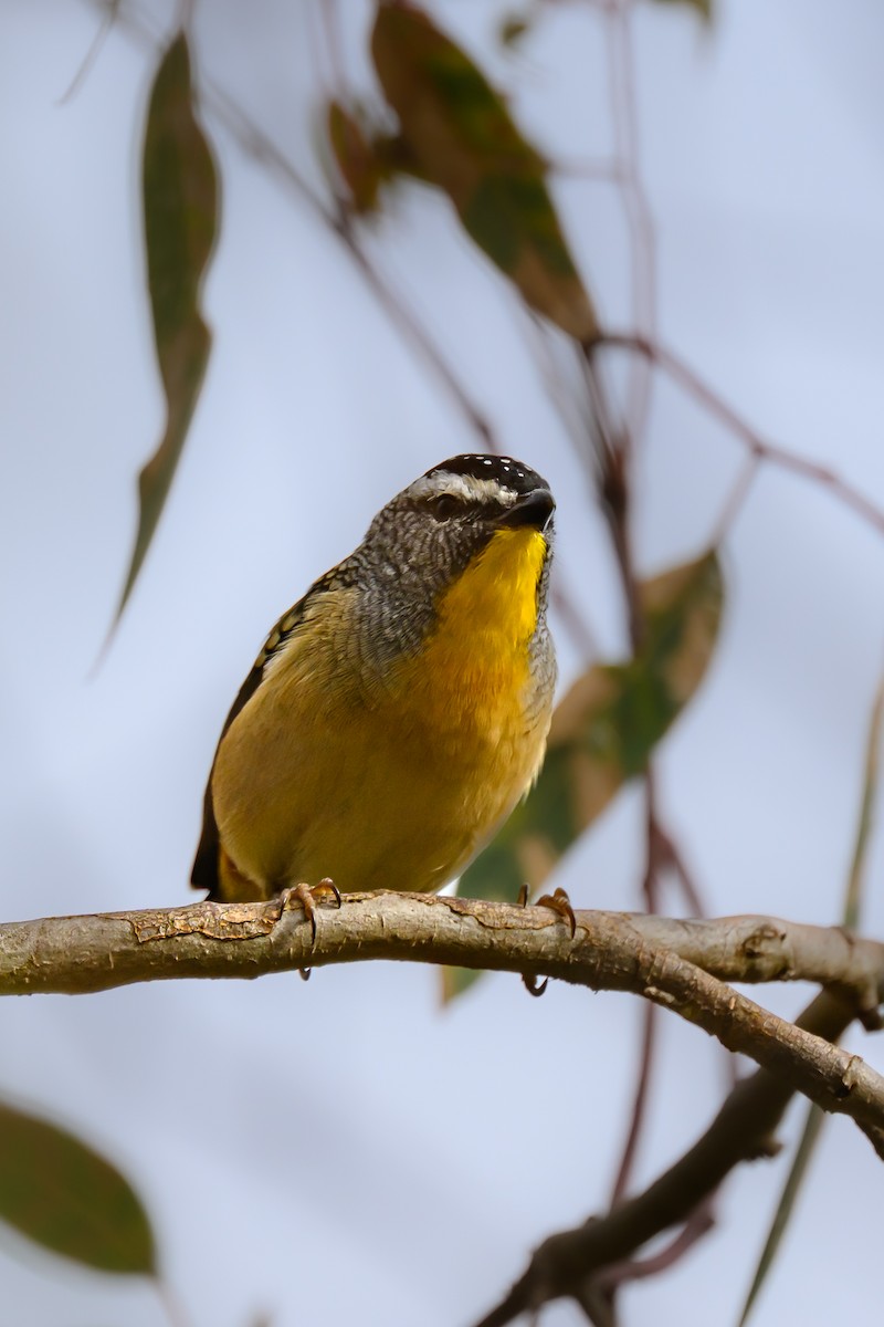 Spotted Pardalote (Spotted) - ML617287659