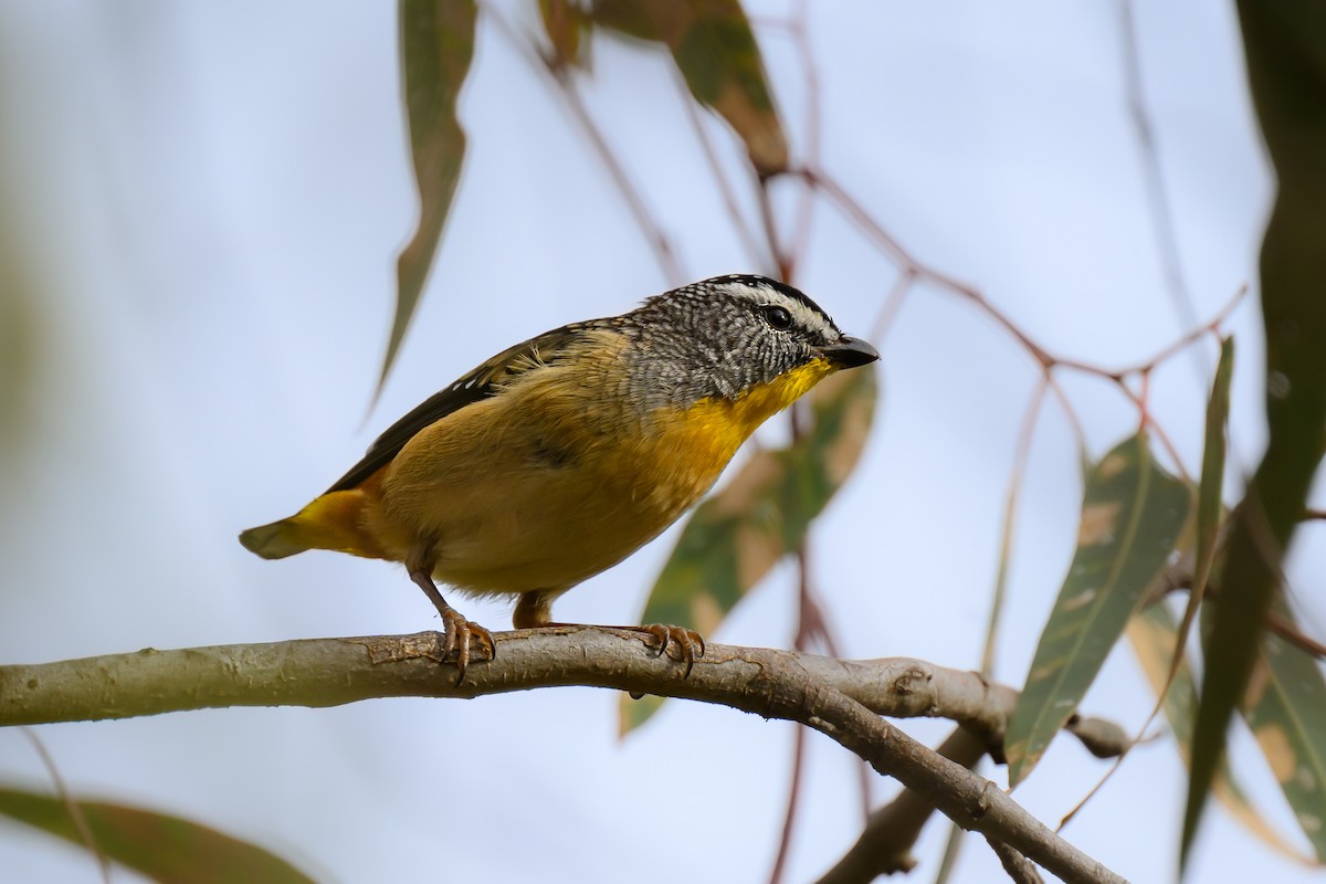Spotted Pardalote (Spotted) - ML617287660