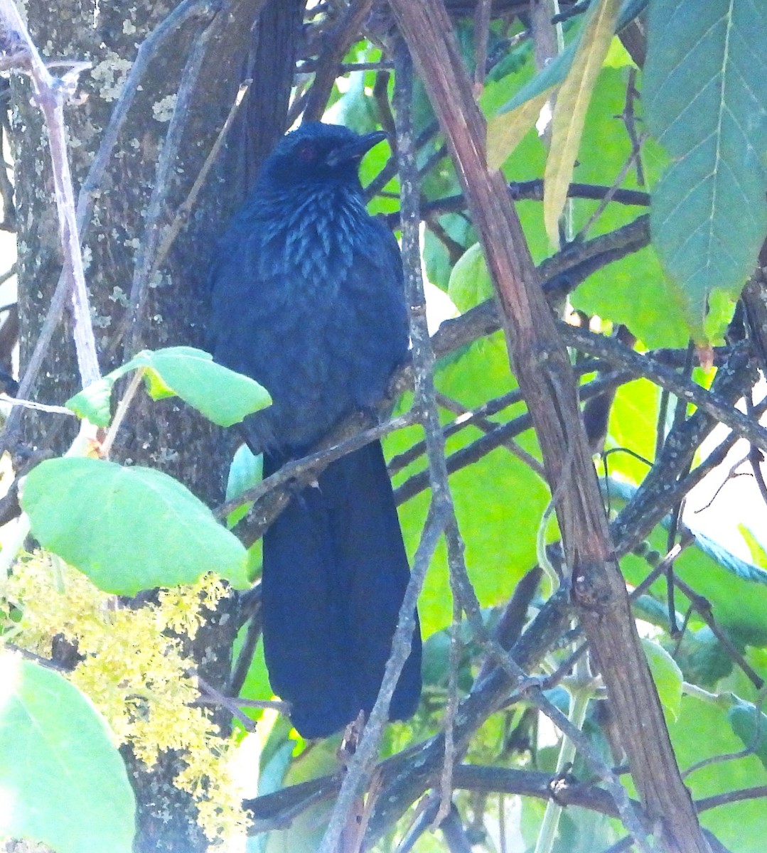 Blue Mockingbird - Guadalupe Esquivel Uribe