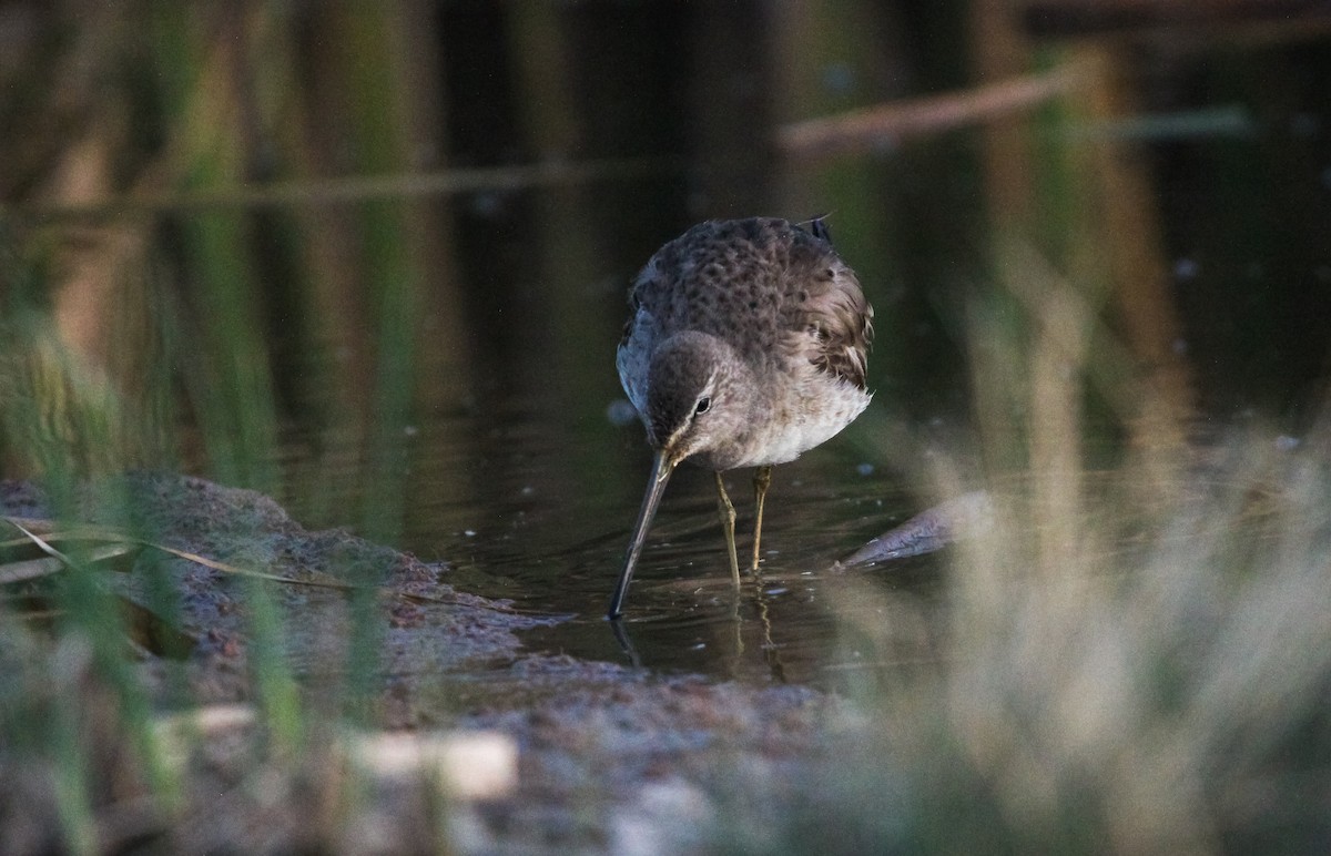 Long-billed Dowitcher - ML617287670