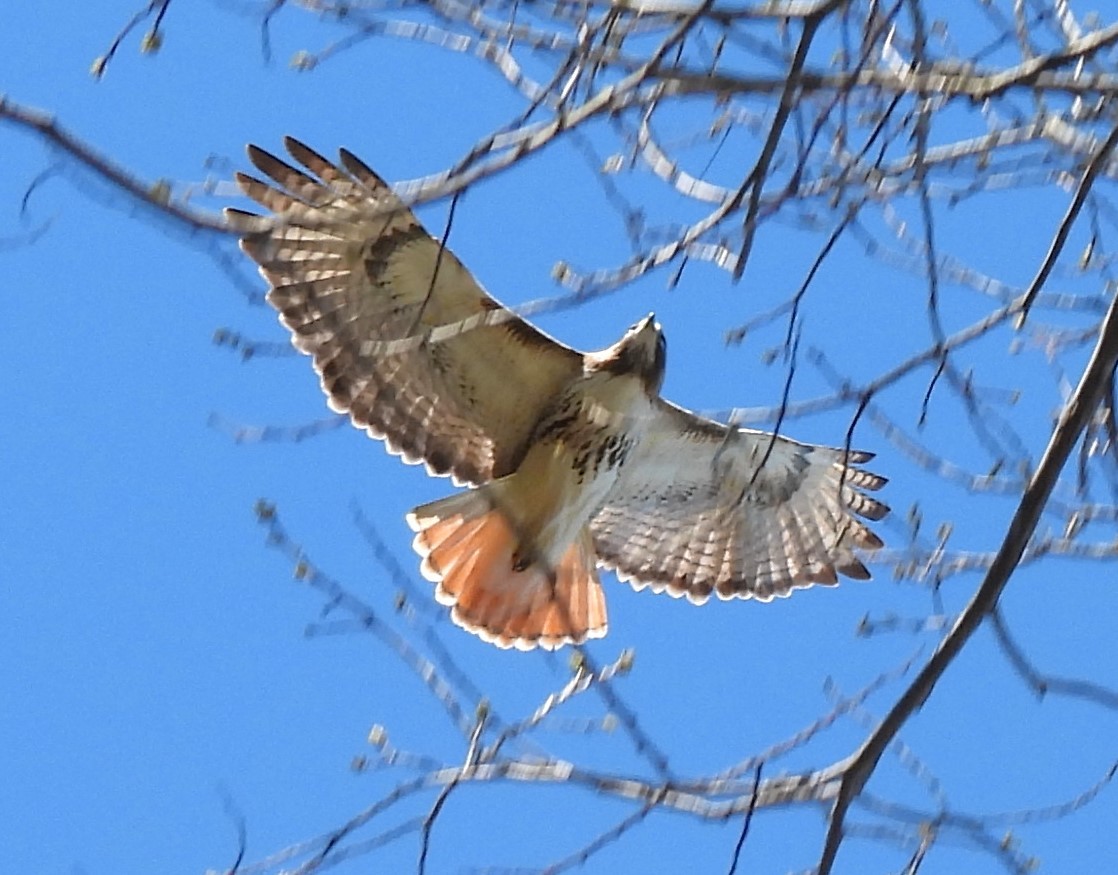Red-tailed Hawk - ML617287686