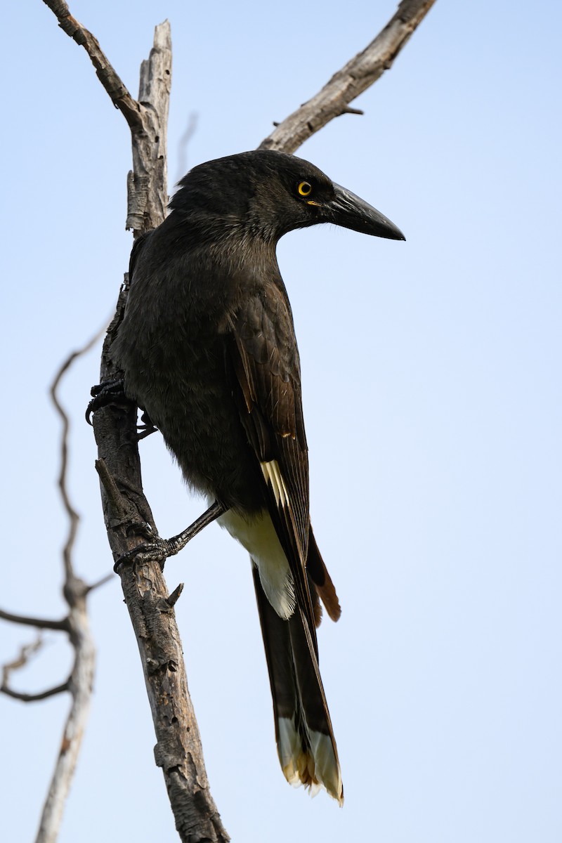 Pied Currawong - ML617287696