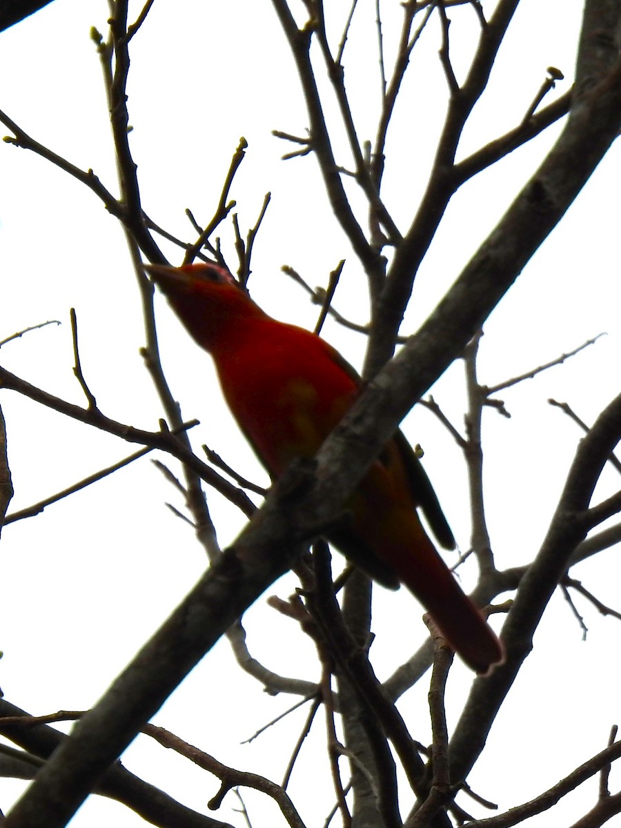 Scarlet Tanager - ML617287729