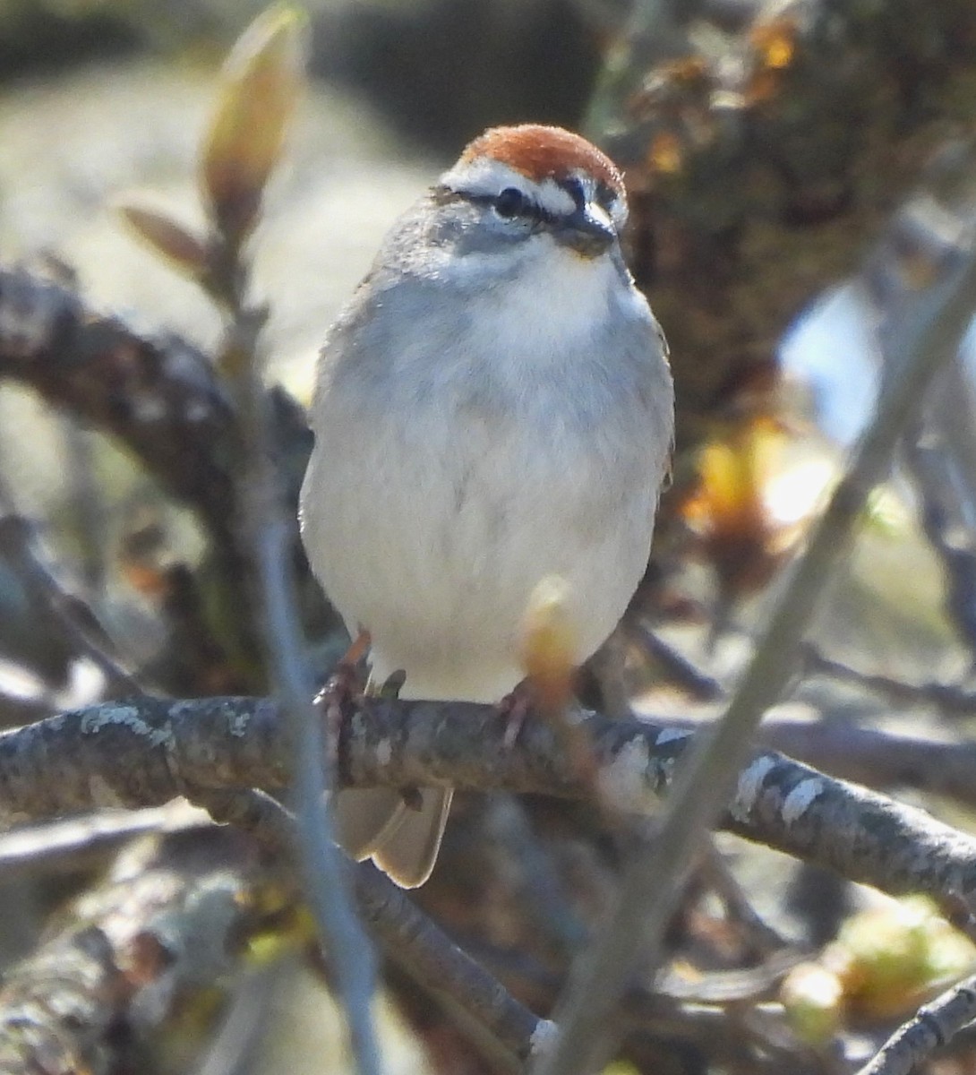 Chipping Sparrow - ML617287737