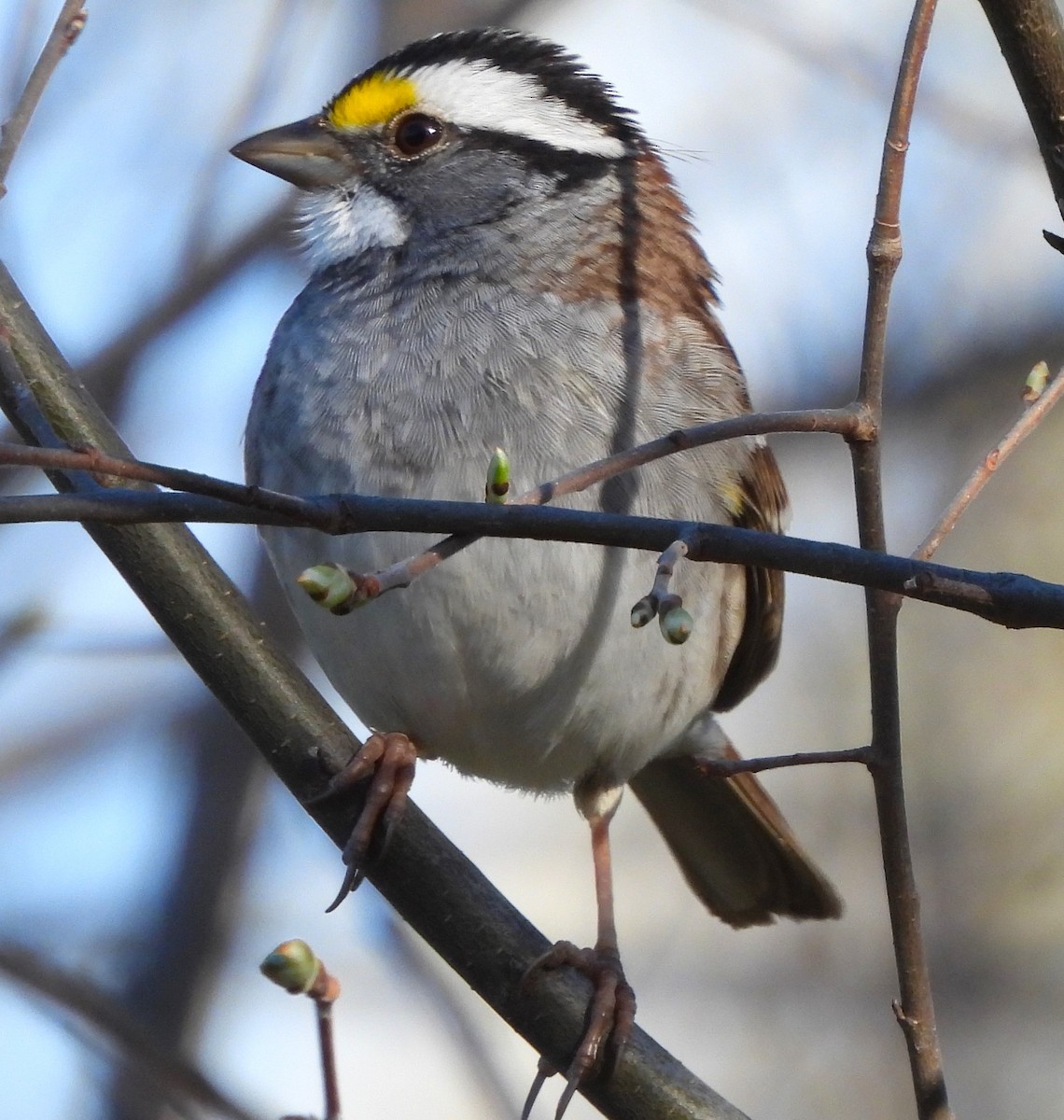 White-throated Sparrow - ML617287746