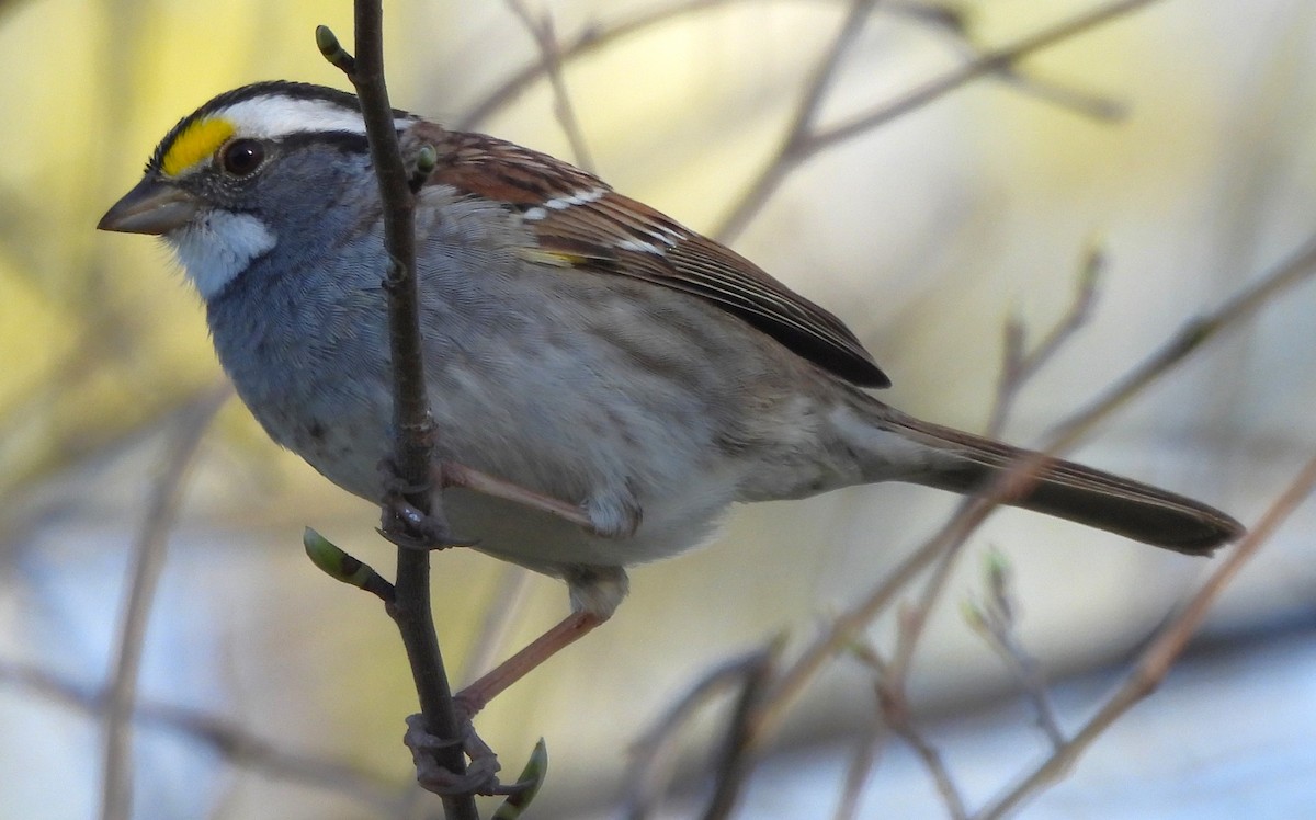 White-throated Sparrow - ML617287747