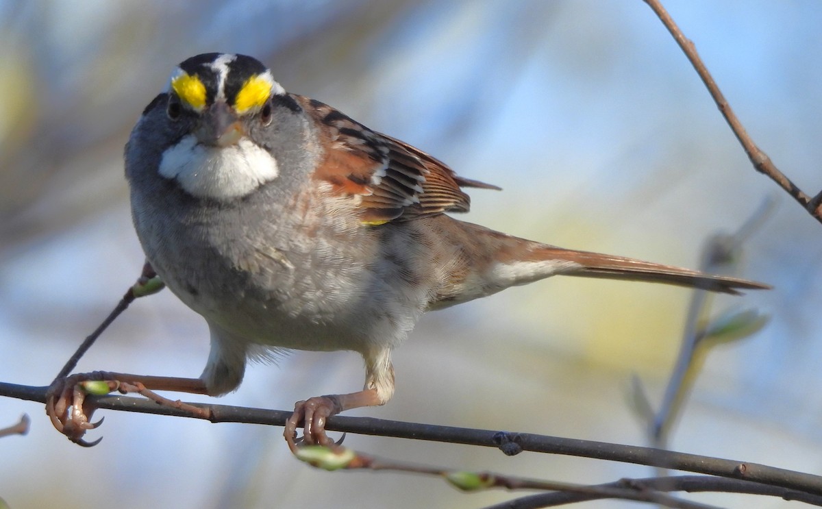 White-throated Sparrow - ML617287748