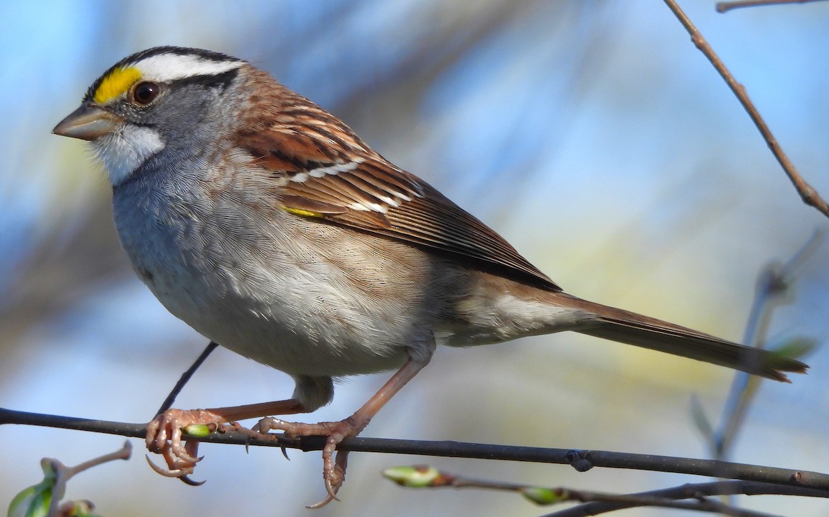 White-throated Sparrow - ML617287749