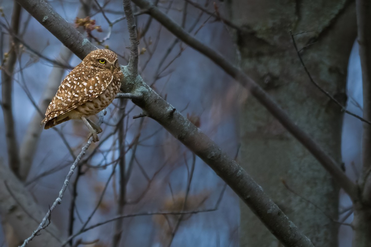 Burrowing Owl - Matthew Dolkart