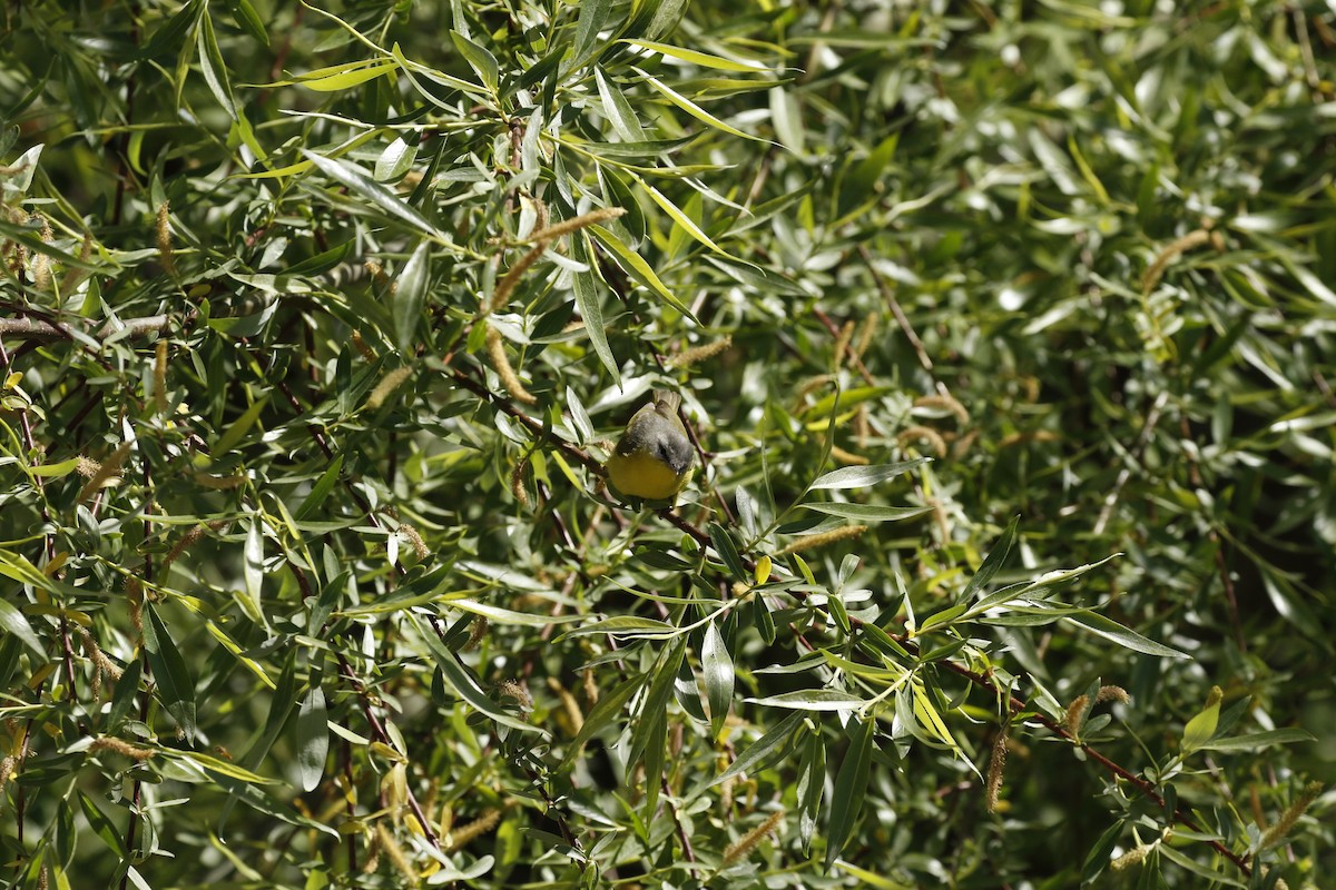 Gray-hooded Warbler - Parikshit Khisty