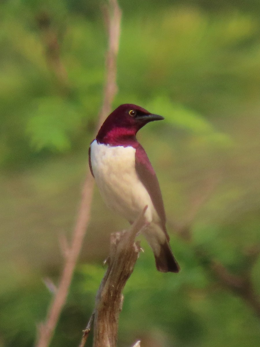 Violet-backed Starling - ML617287870