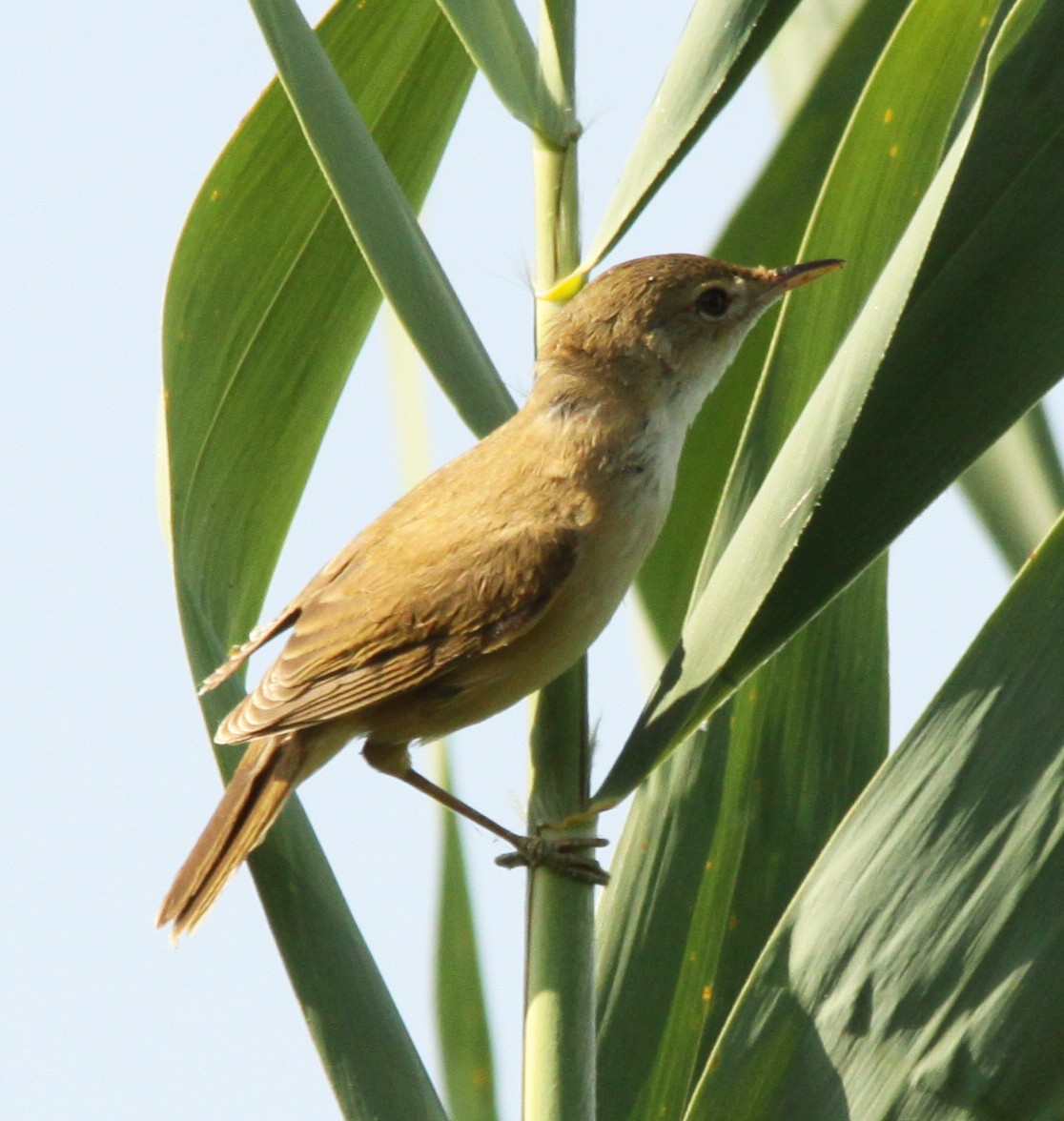 Common Reed Warbler (African) - ML61728791