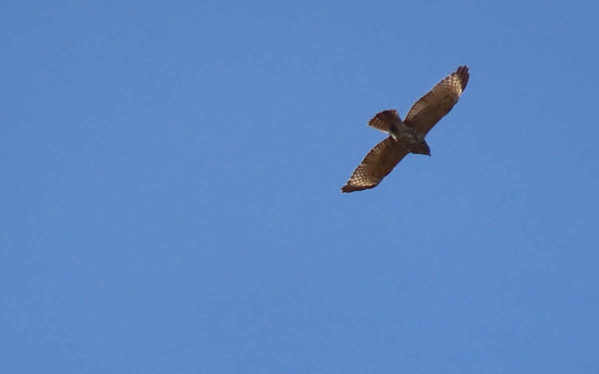 Red-tailed Hawk - ML617287953