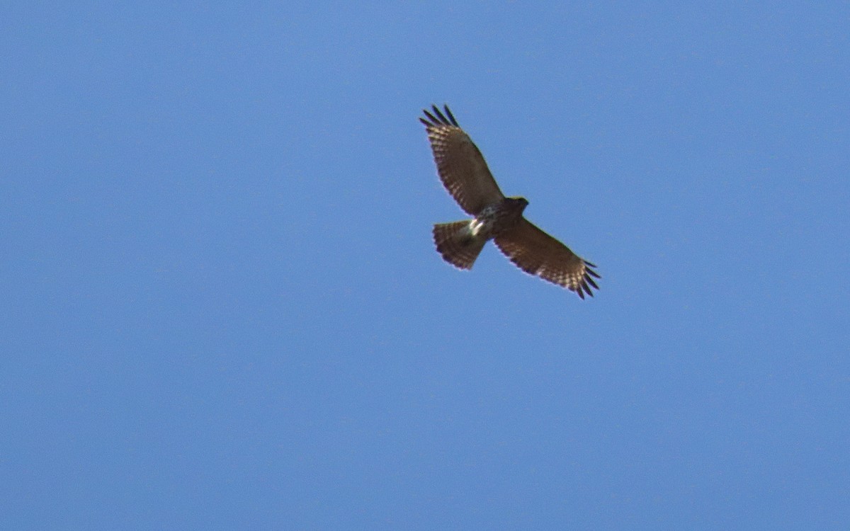 Red-tailed Hawk - ML617287954