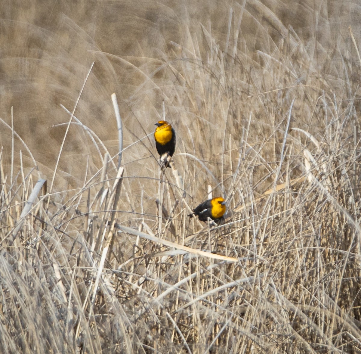 Yellow-headed Blackbird - ML617287956
