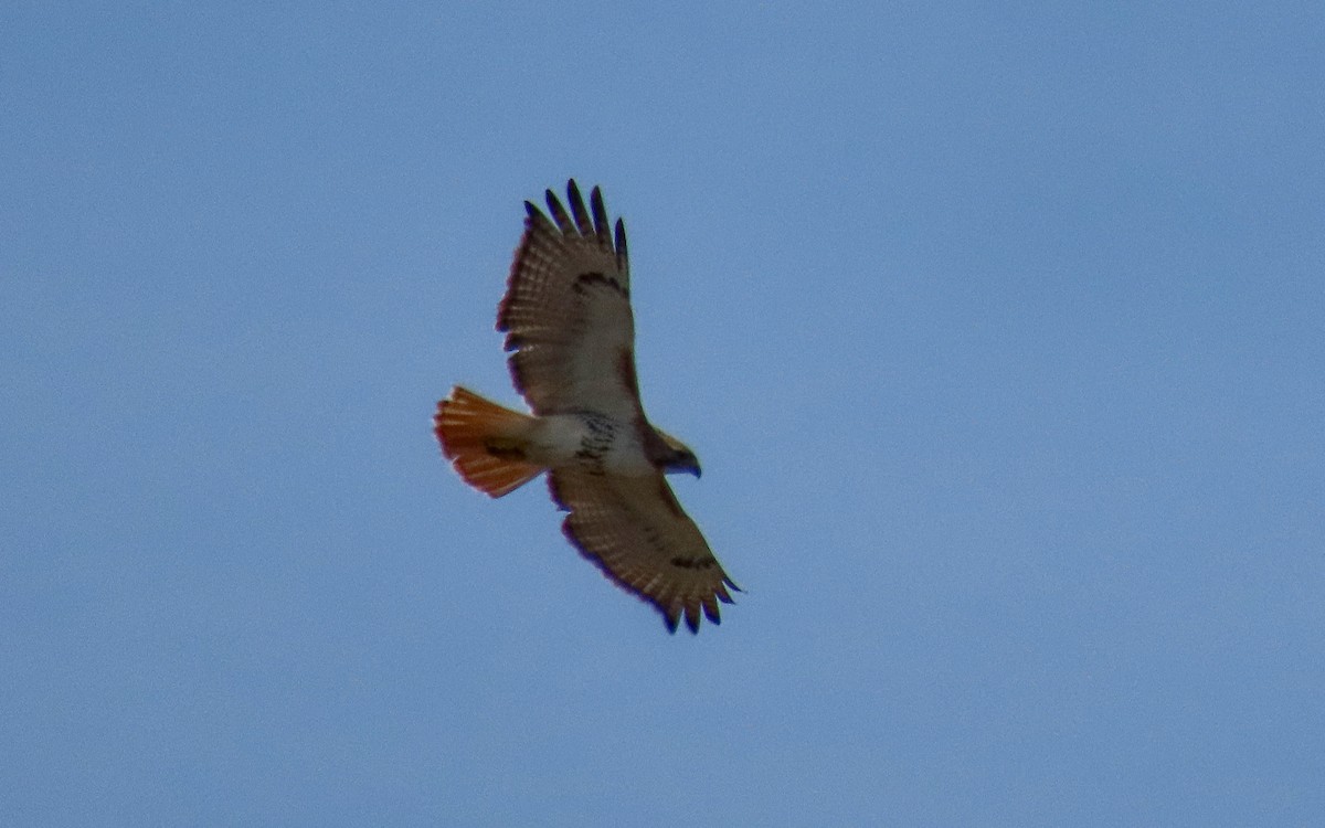 Red-tailed Hawk - Jim O'Neill