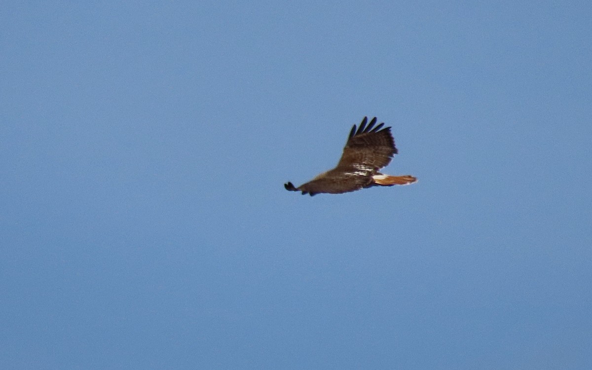 Red-tailed Hawk - ML617287967