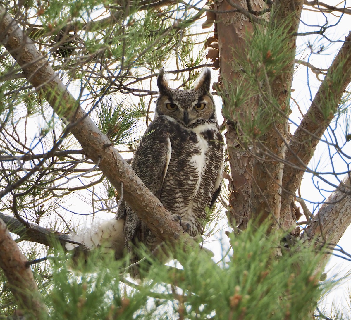 Great Horned Owl - ML617287996