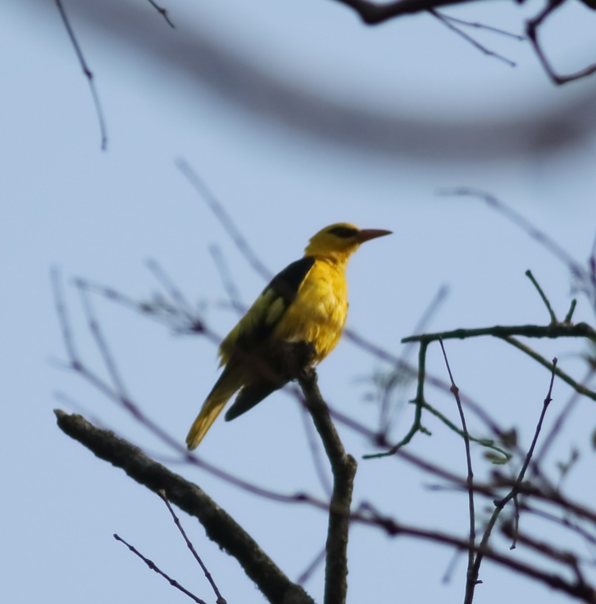 Indian Golden Oriole - ML617288067