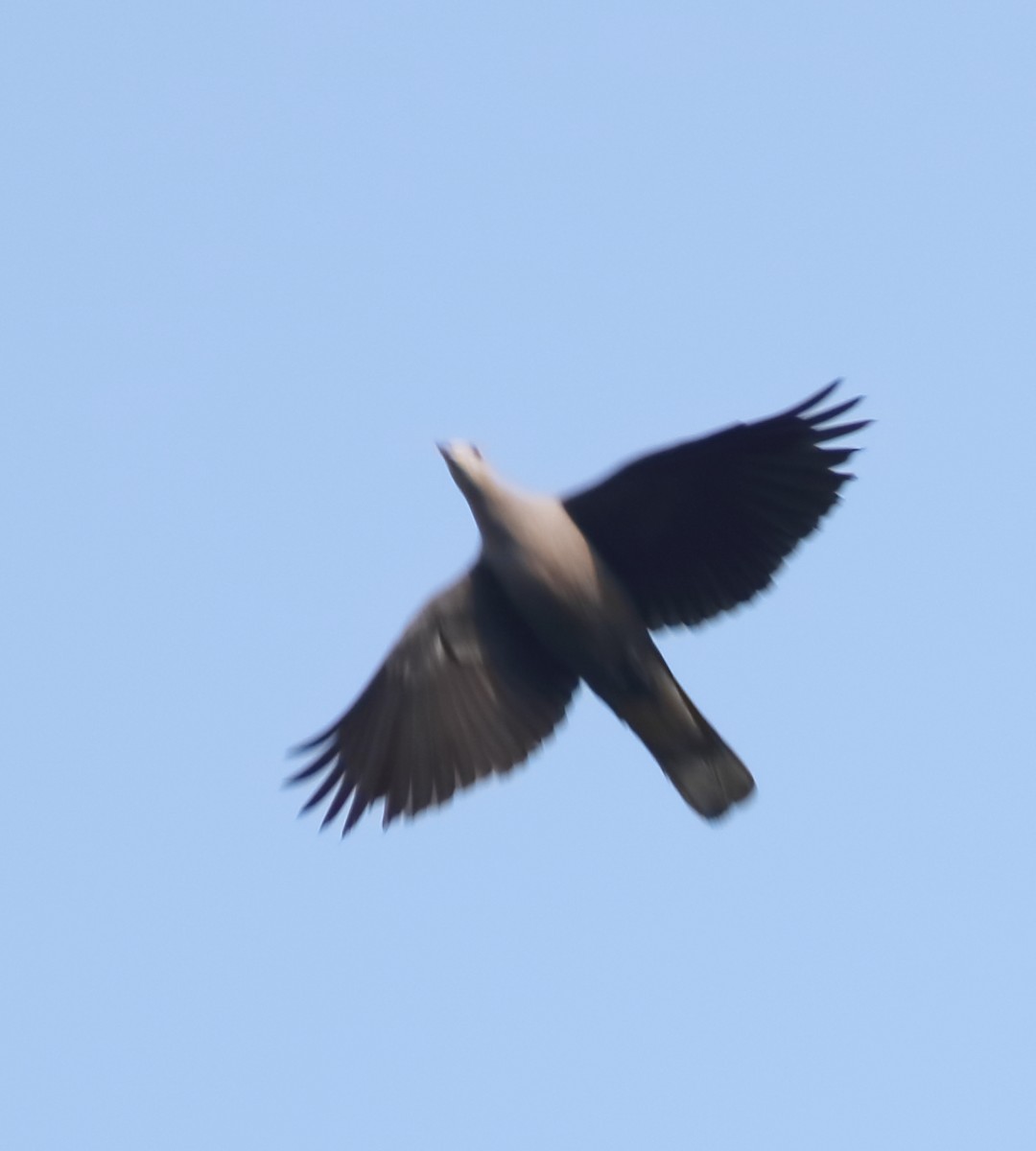 Malabar Imperial-Pigeon - Savio Fonseca (www.avocet-peregrine.com)