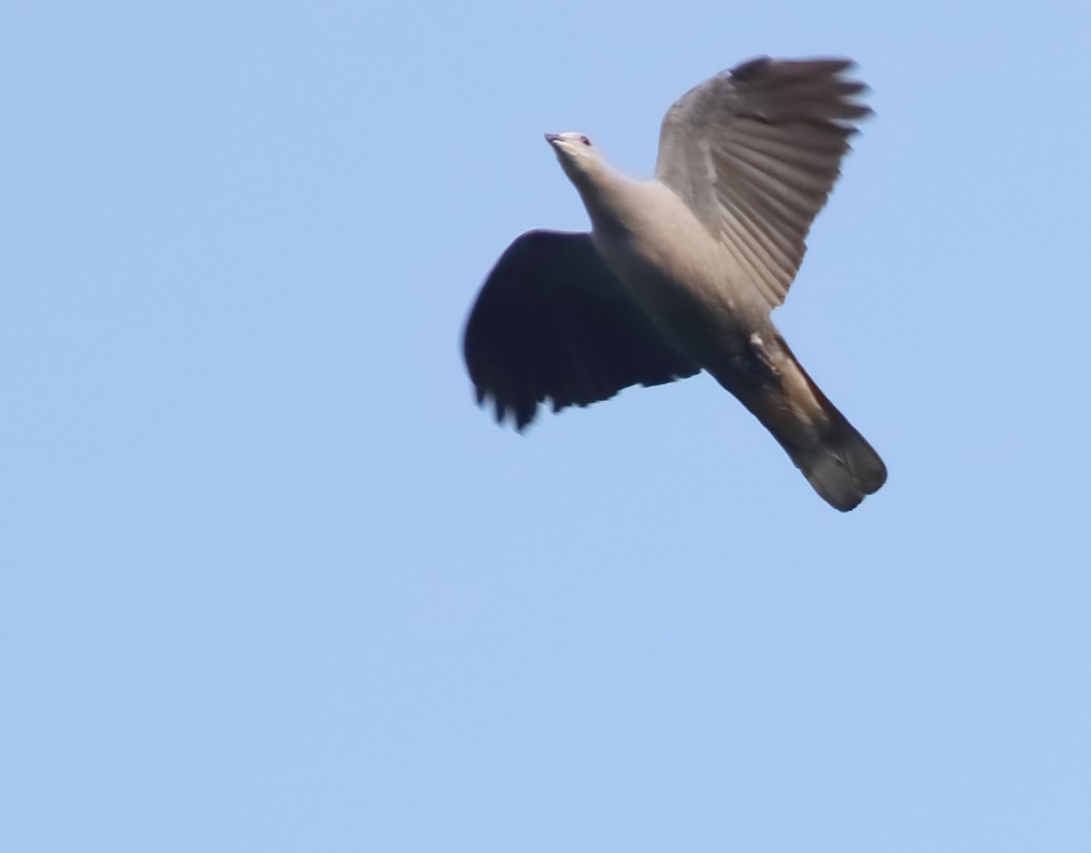 Malabar Imperial-Pigeon - Savio Fonseca (www.avocet-peregrine.com)