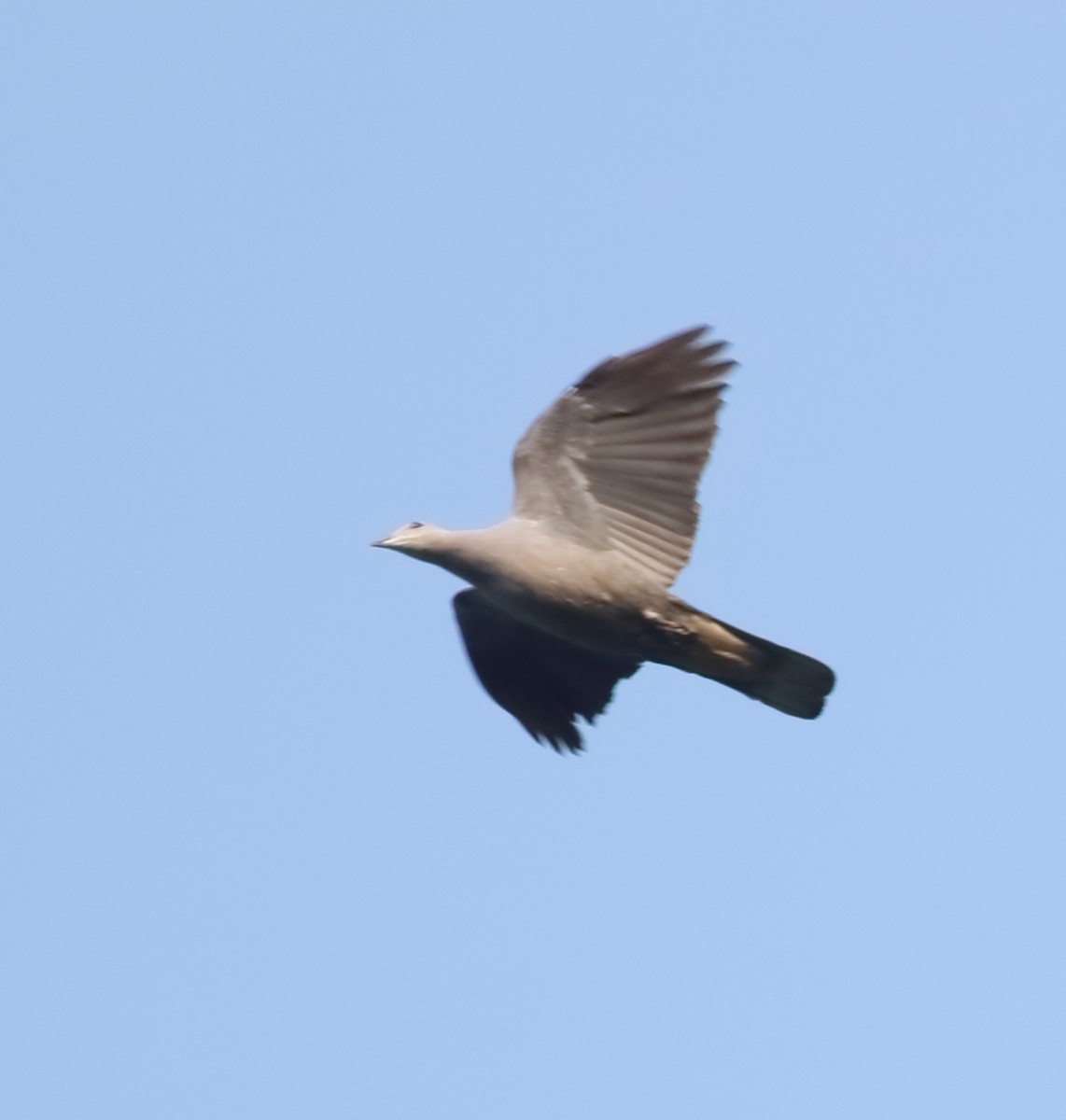 Malabar Imperial-Pigeon - ML617288075