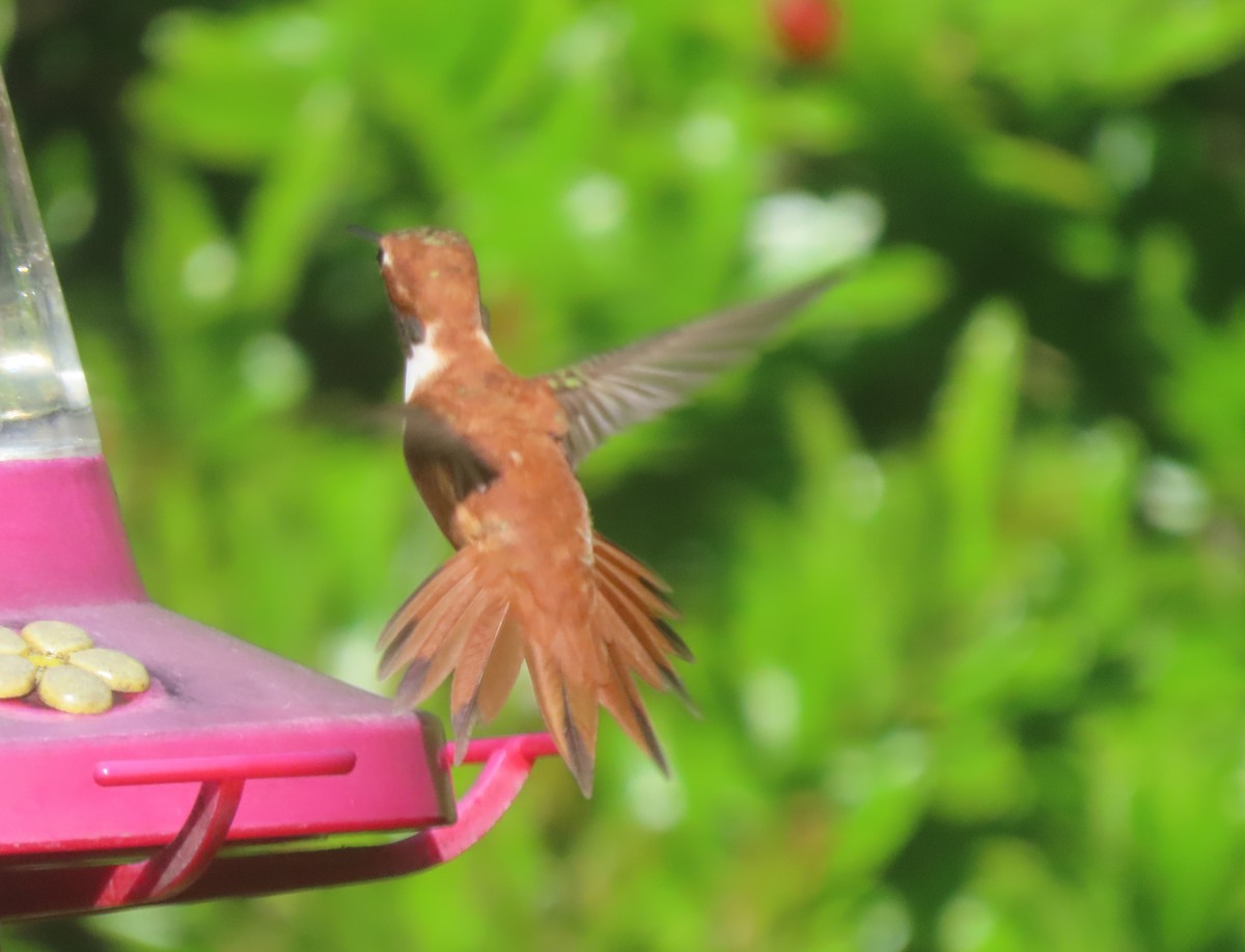 Rufous Hummingbird - ML617288124