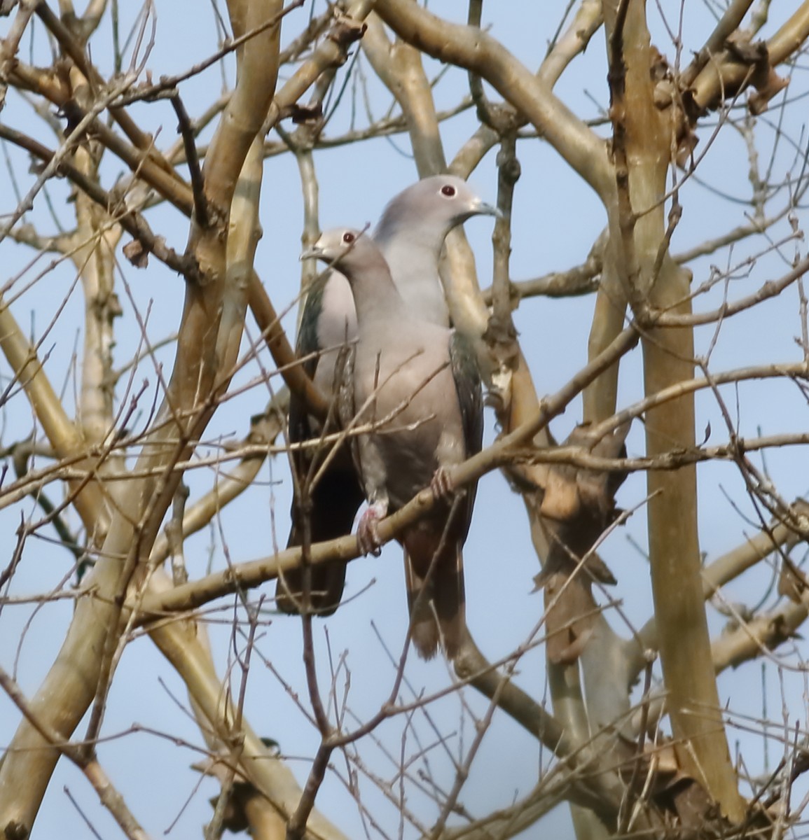 Green Imperial-Pigeon - ML617288137