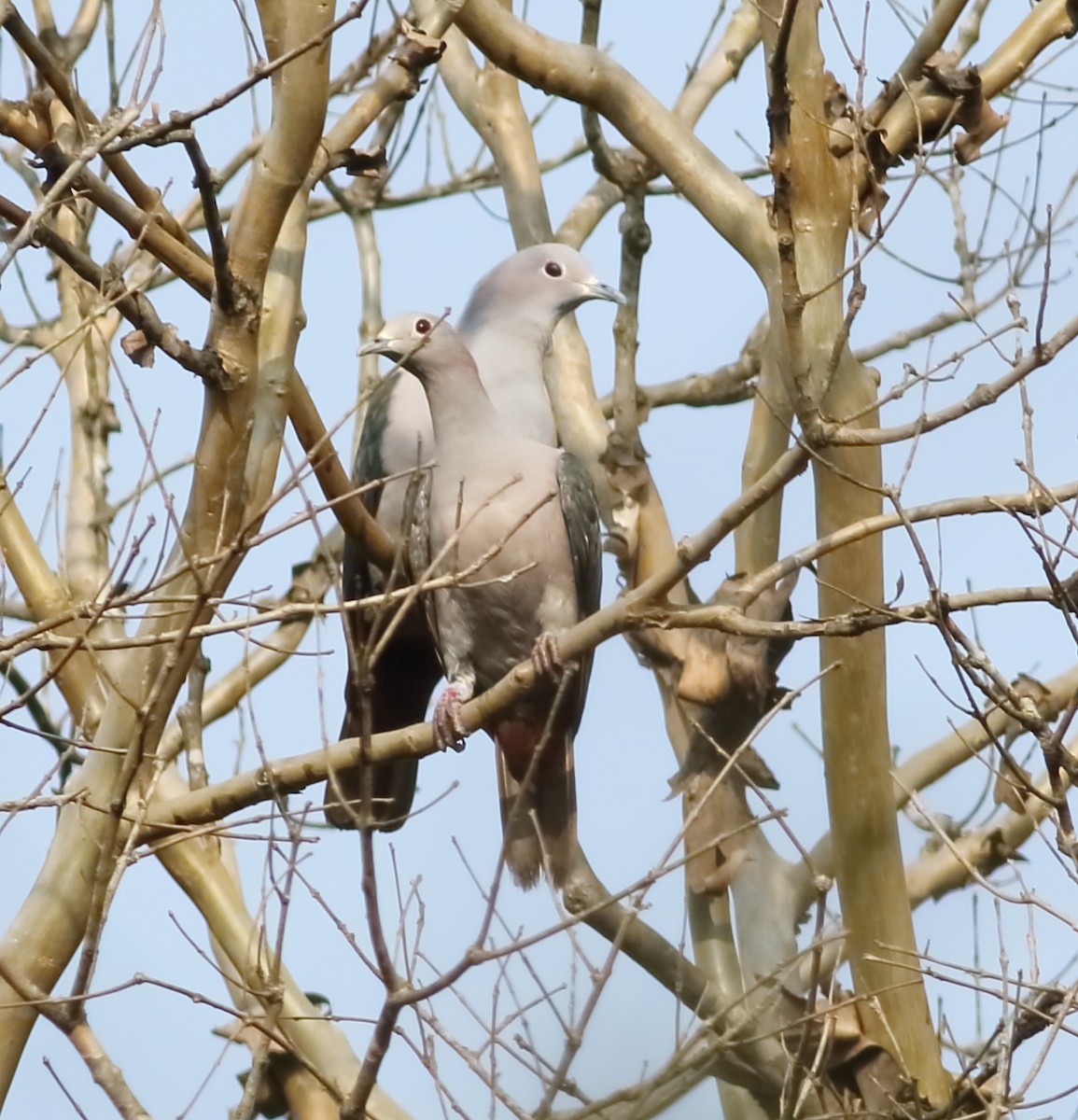Green Imperial-Pigeon - ML617288138