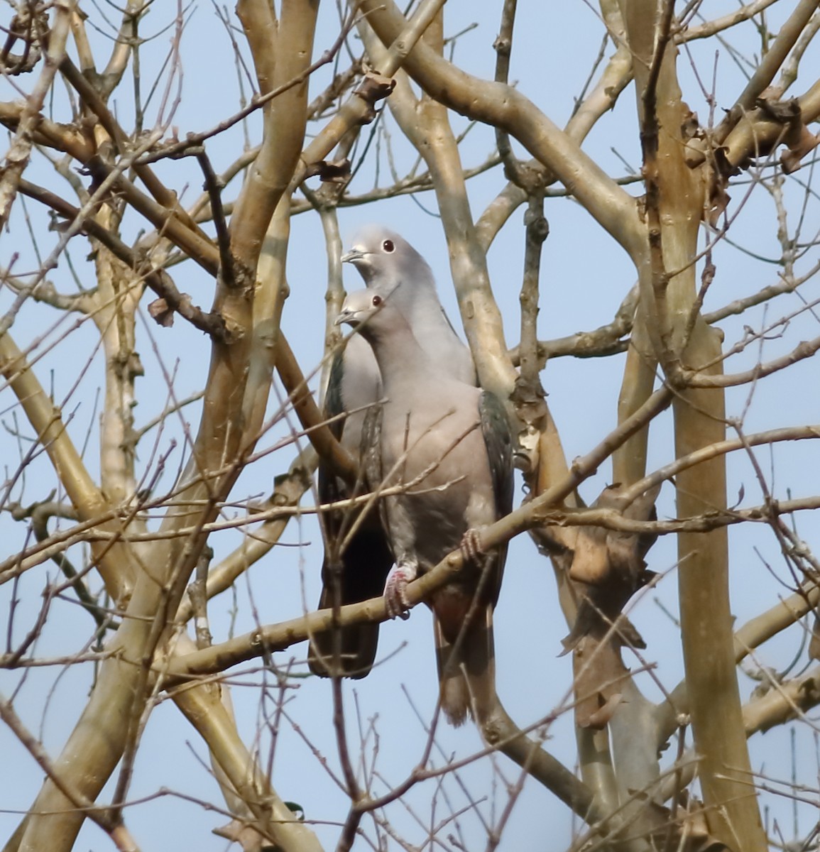 Green Imperial-Pigeon - ML617288139