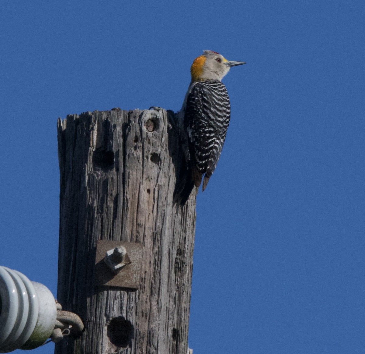 Golden-fronted Woodpecker - ML617288166