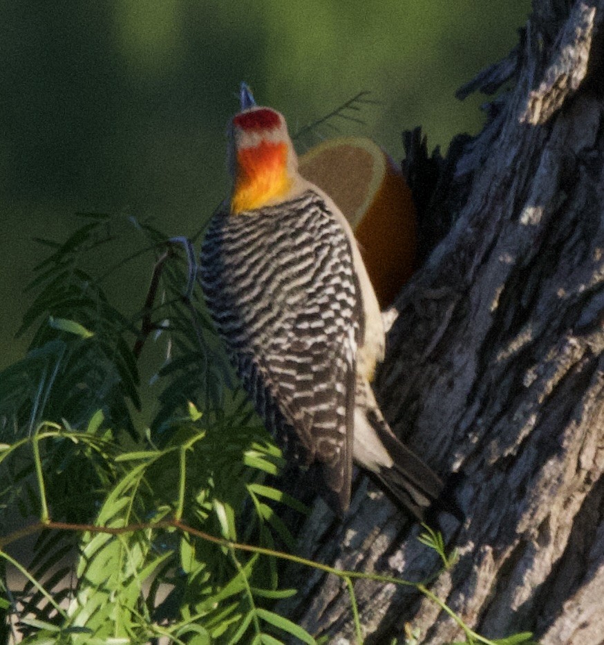 Golden-fronted Woodpecker - ML617288177