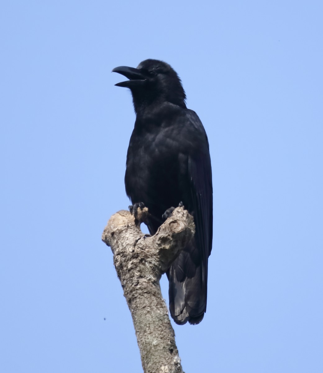 Large-billed Crow (Indian Jungle) - ML617288242