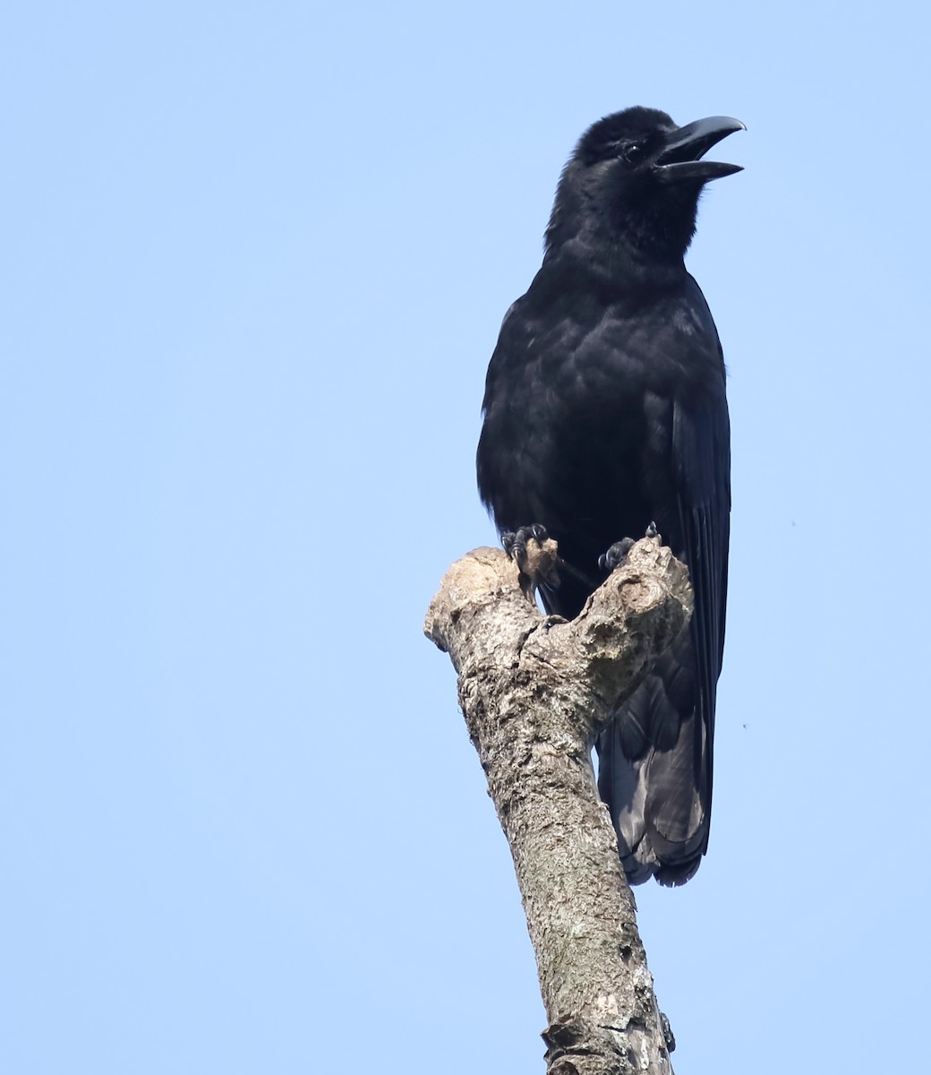 Large-billed Crow (Indian Jungle) - Savio Fonseca (www.avocet-peregrine.com)