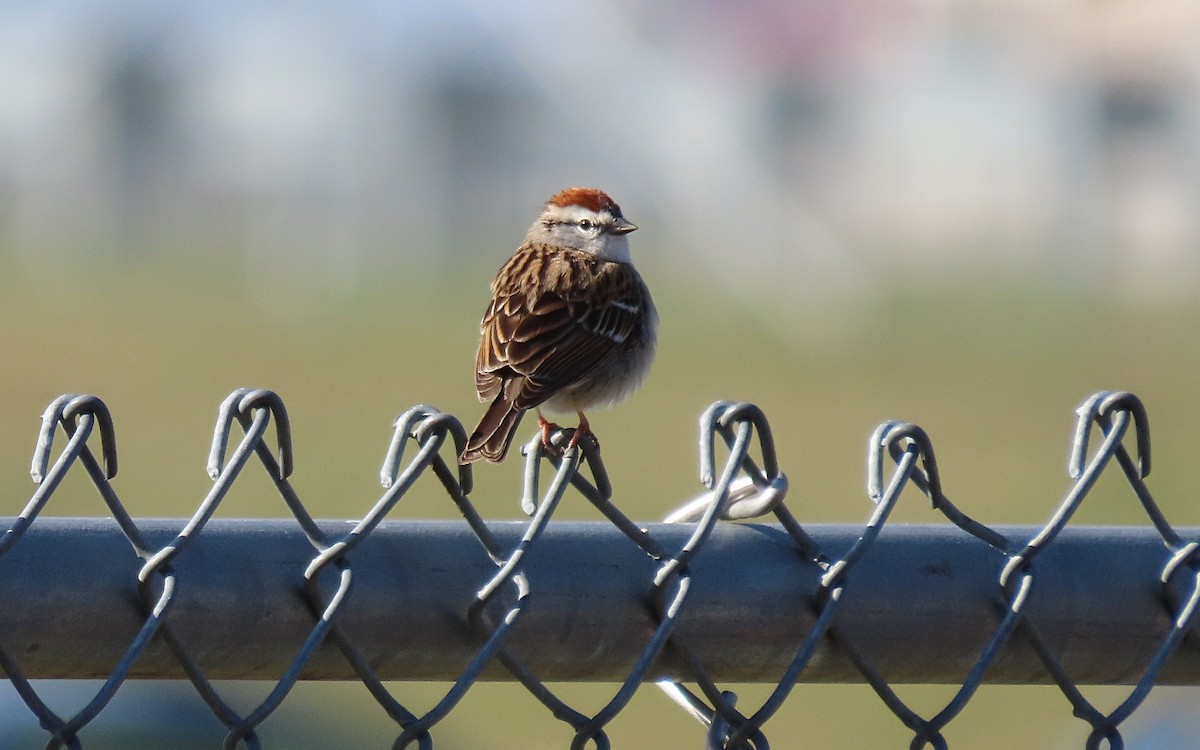 Chipping Sparrow - Jim O'Neill