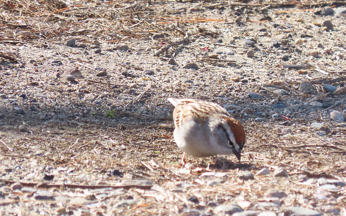 Chipping Sparrow - ML617288285
