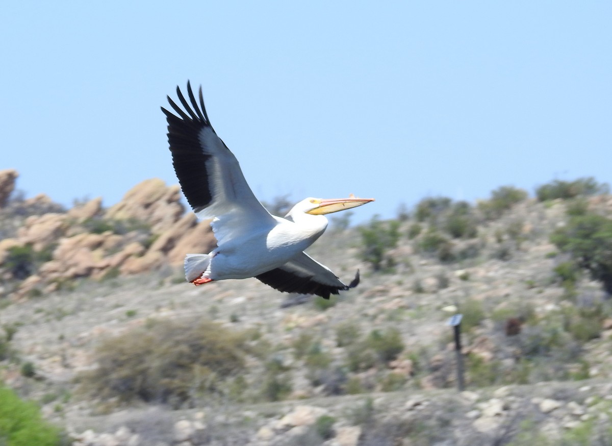 American White Pelican - ML617288307