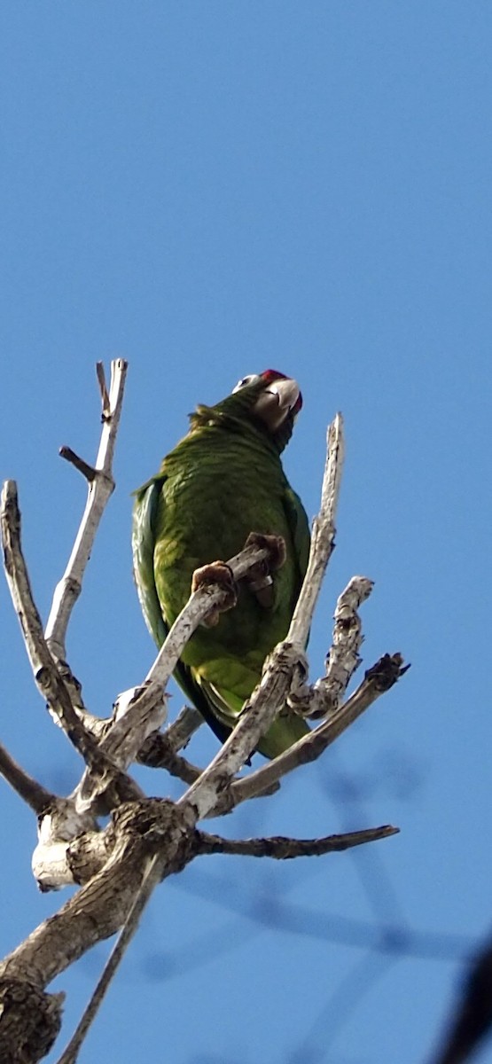Puerto Rican Parrot - ML617288353