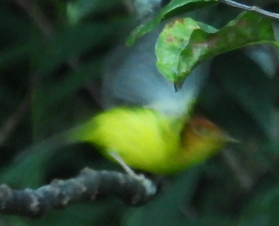 Yellow-breasted Warbler - Barbara Dye
