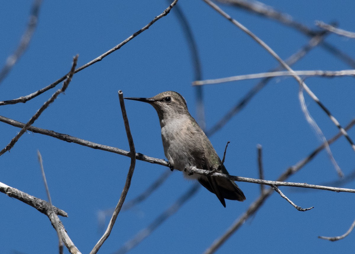 Anna's Hummingbird - Bente Torvund