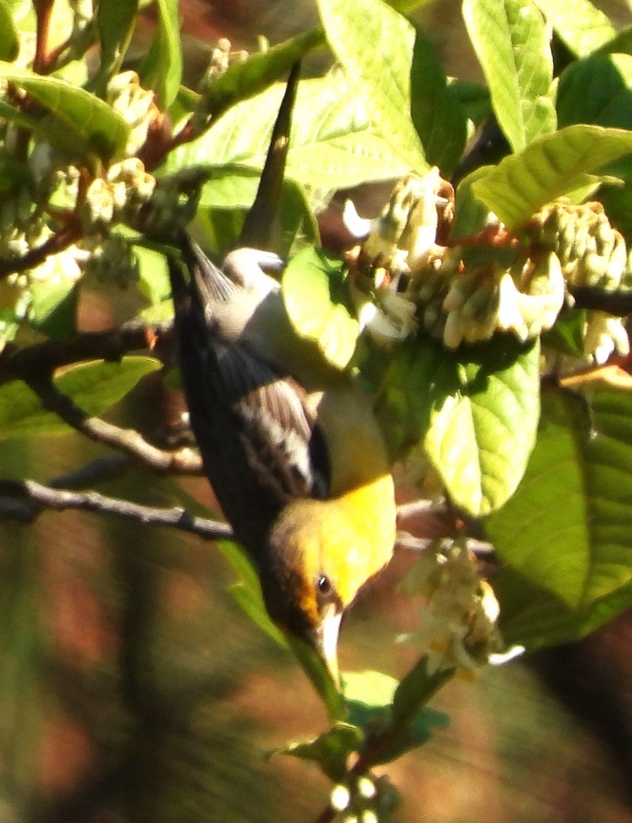 Orchard Oriole - ML617288468