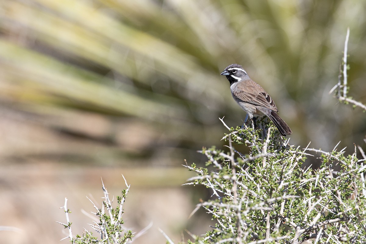 Black-throated Sparrow - ML617288477