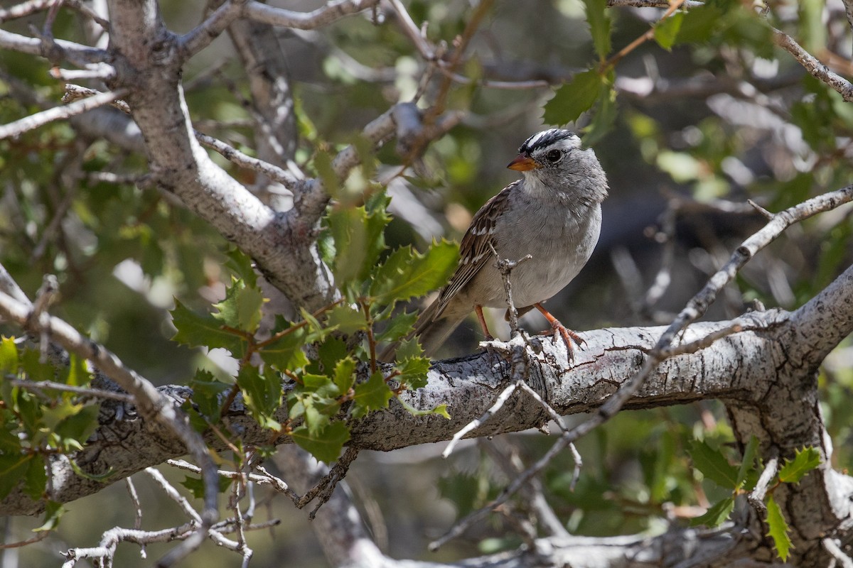 White-crowned Sparrow (Gambel's) - ML617288493