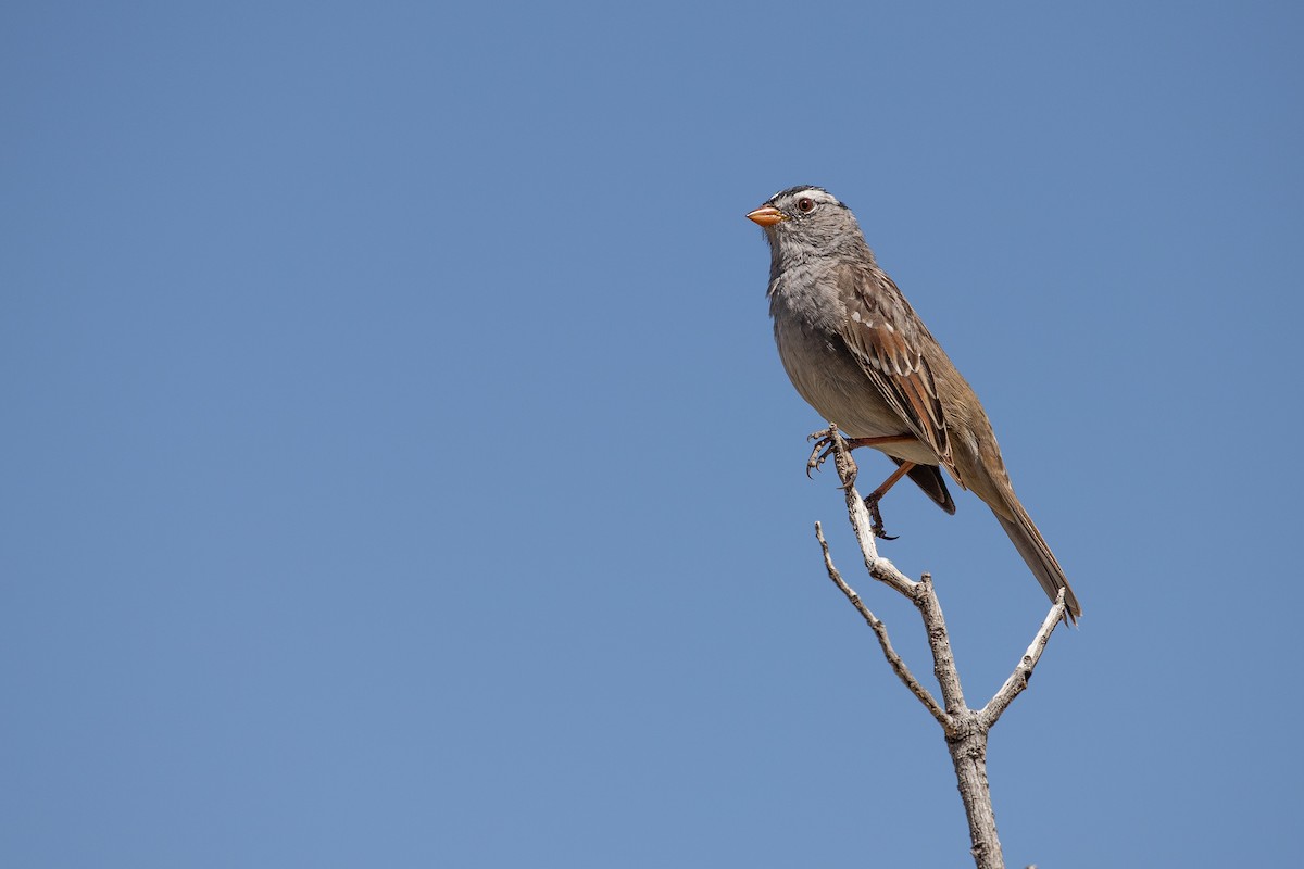White-crowned Sparrow (Gambel's) - ML617288497
