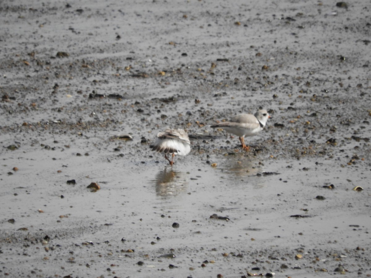 Piping Plover - ML617288508