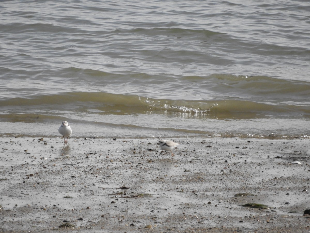 Piping Plover - ML617288511
